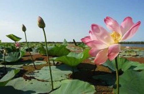 برگزاری جشنواره گل دهی لاله تالابی در صومعه سرا