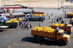 ارزآوری 250 میلیون دلاری صادرات محصولات کشاورزی