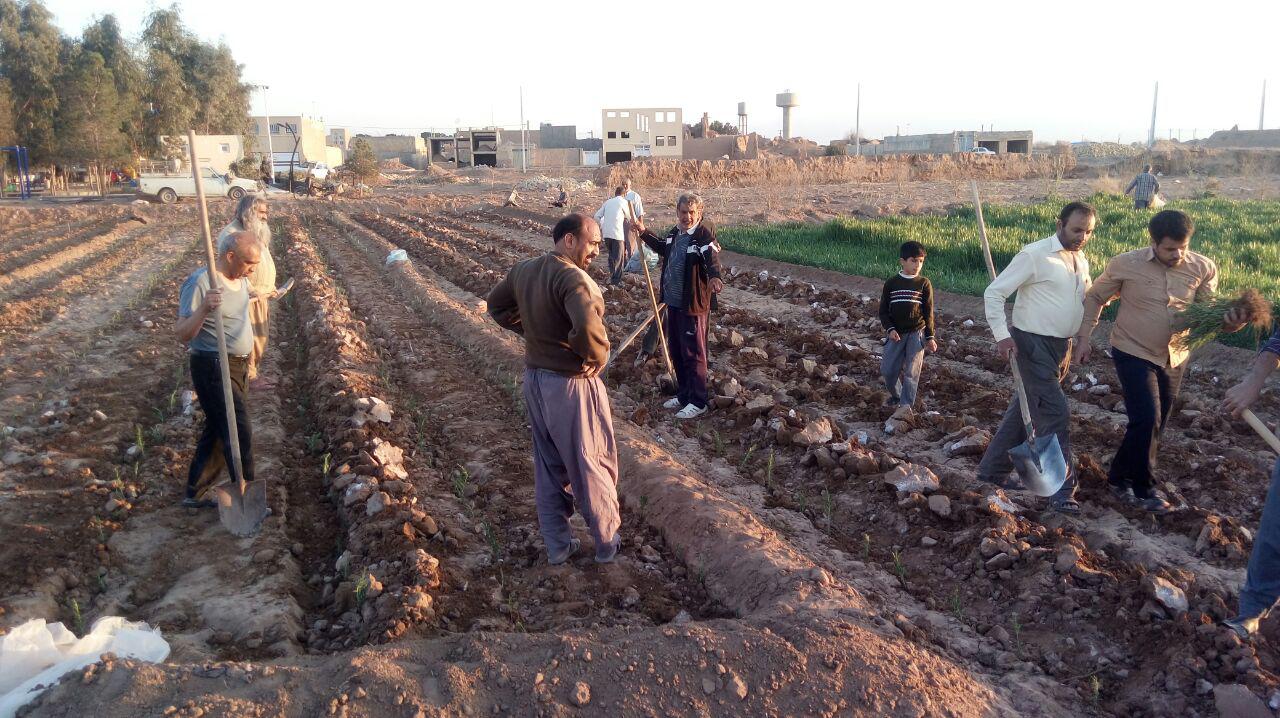 کشت گیاهان دارویی برای اولین بار در اراضی دهلران