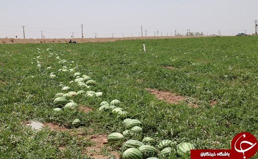 آغاز برداشت هندوانه از مزارع شهرستان خاتم+تصاویر