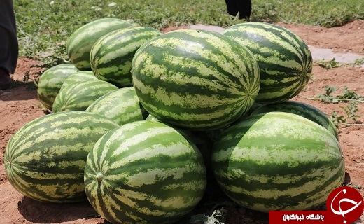آغاز برداشت هندوانه از مزارع شهرستان خاتم+تصاویر