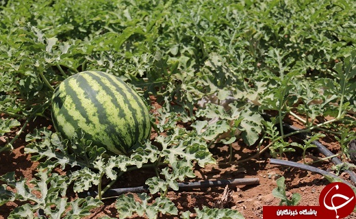 آغاز برداشت هندوانه از مزارع شهرستان خاتم+تصاویر