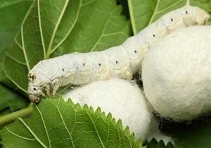 تولید یک تن پیله کرم ابریشم در همدان