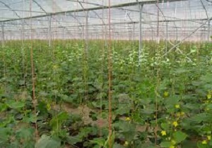 افتتاح دومین مجتمع گلخانه ای، تا پایان مرداد در شهرستان درمیان
