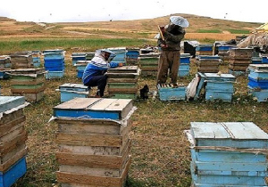 وضعیت زنبورستان‌های مهاباد و میزان تولید بیش از ۵۰۰ تن عسل