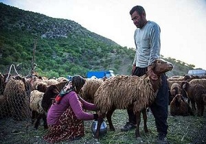 عشایر آذربایجان غربی بیش از ۲۵ درصد از تولیدات دامی و پروتئینی استان را تولید می‌کنند