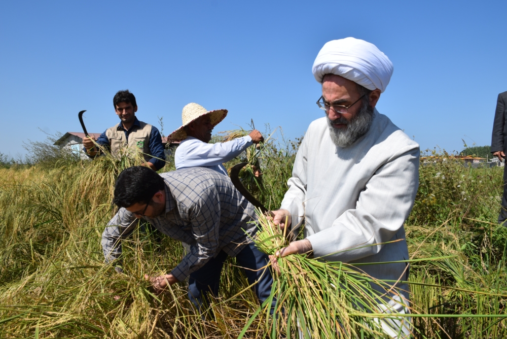 کمک آیت الله فلاحتی در مزرعه یک کشاورز لنگرودی