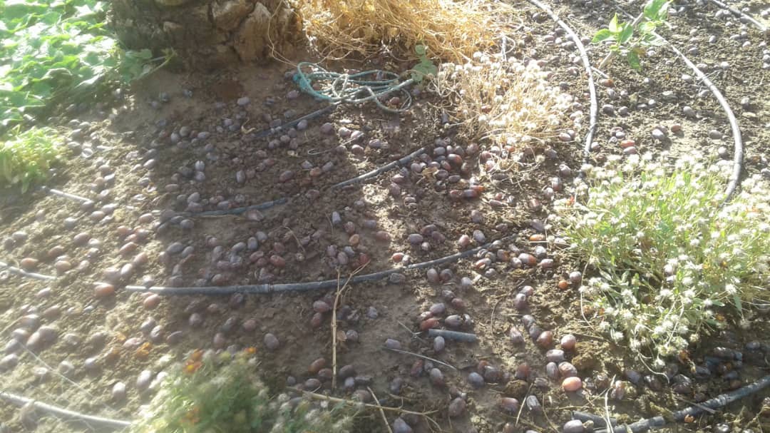 خسارت میلیاردی طوفان و باران به خرمای عنبرآباد
