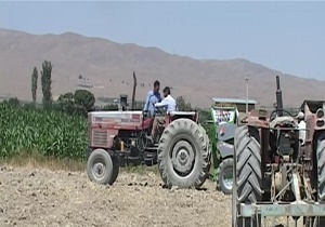 کشت مکانیزه پیاز زعفران درگلپایگان