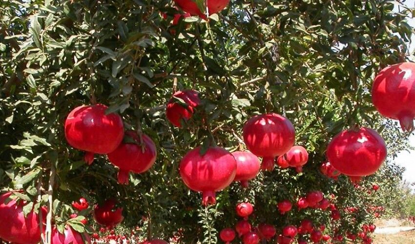 برداشت انار از باغات سیستان و بلوچستان آغاز شد