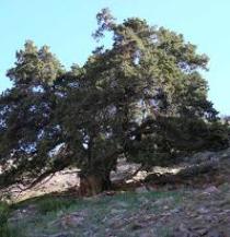 ثبت ۵ اثر طبیعی خراسان شمالی در فهرست آثار ملی