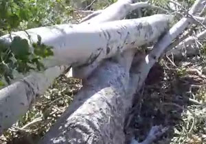 قلع و قمع درختان در روستای خرم&zwnj;آباد + فیلم