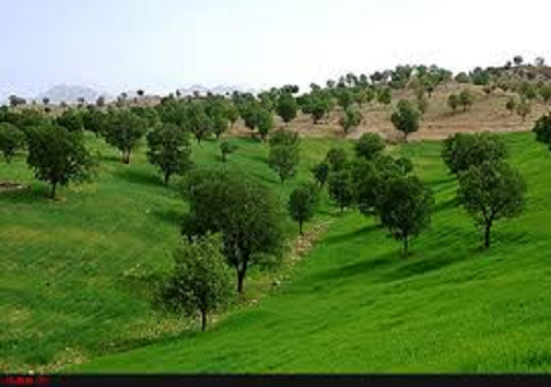 آغاز خرید بذر گونه‌های جنگلی از بهره‌برداران کهگیلویه و بویراحمد