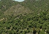 آغاز خرید بذر گونه&zwnj;های جنگلی از بهره&zwnj;برداران کهگیلویه و بویراحمد