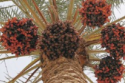 جشنواره‌ای از جنس انار در فرهنگسرای اشراق + فیلم