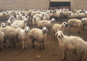 اعتراف به سرقت ۲۰۰ رأس دام در شهرکرد