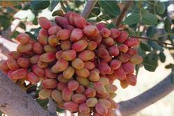 کشت ۱۴۰ هکتار پسته در استان ایلام