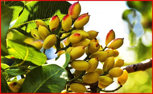 سیرجان در یک نگاه