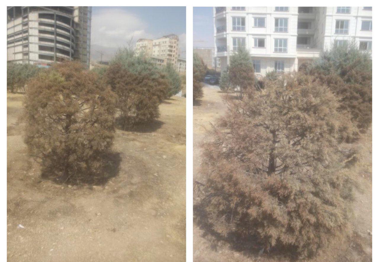 آتشک به جان درختان بزرگراه یادگار امام (ره) افتاد + عکس