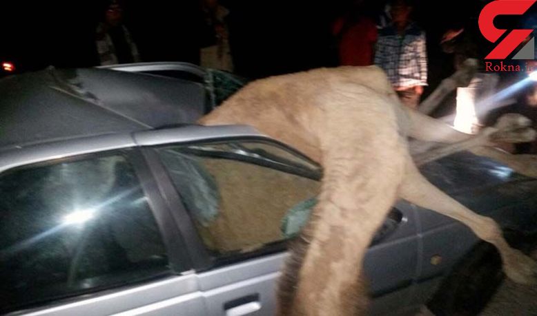 تصادف مرگبار پژو با شتر در جاده ایرانشهر + عکس دلخراش
