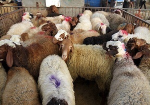 دامداران استان سمنان برای هویت دار کردن دام‌های خود شتاب کنند