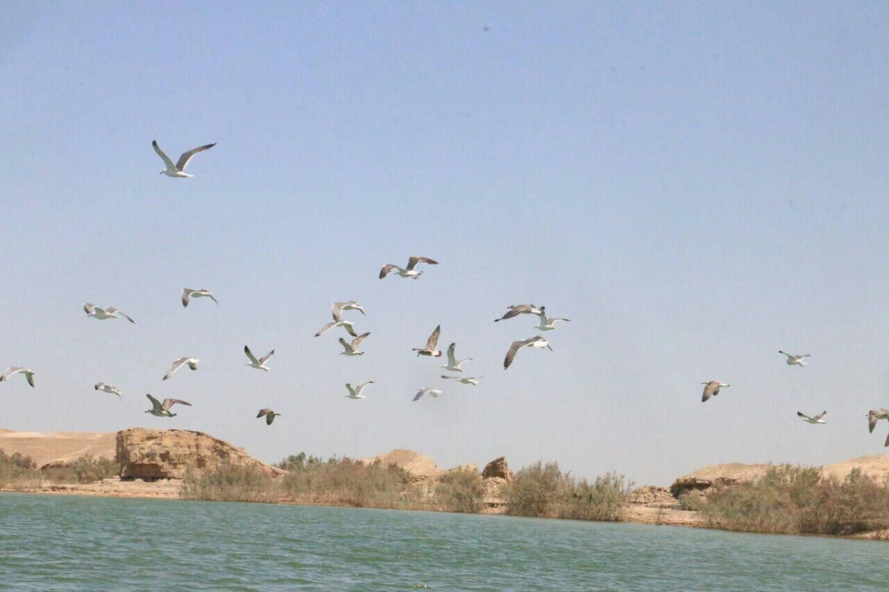 کشف ۱۰ قطعه پرنده گرفتار در تور&zwnj;های زنده گیری پرندگان در زهک