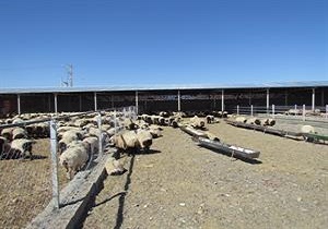 طرح پرواربندی بیش از ۲ هزار راس  در شهرستان زیرکوه