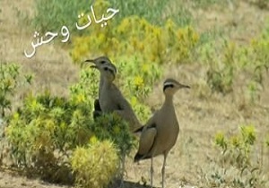 یک رکورد جدید در پراکنش حیات‌وحش لرستان ثبت شد