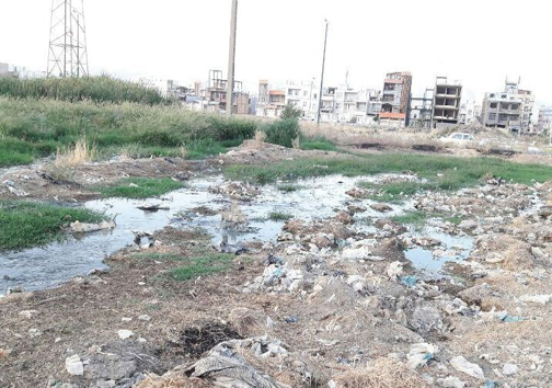 ‌کشت برنج با طعم فاضلاب در دورود+ تصاویر