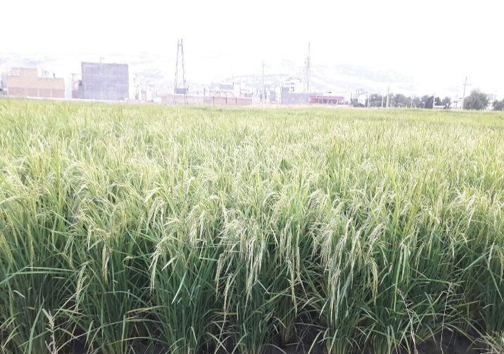 &zwnj;کشت برنج با طعم فاضلاب در دورود؛ ماجرا چیست؟ + تصاویر