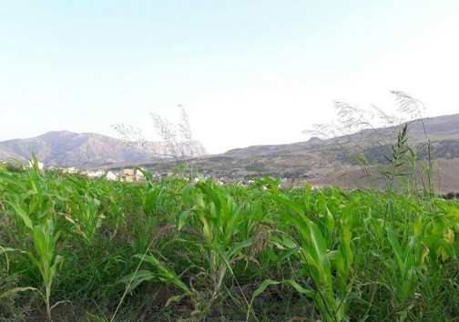 &zwnj;کشت برنج با طعم فاضلاب در دورود؛ ماجرا چیست؟ + تصاویر