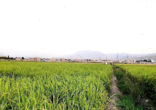 &zwnj;کشت برنج با طعم فاضلاب در دورود؛ ماجرا چیست؟ + تصاویر