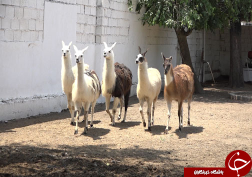 صادرات سلطان جنگل در بابلسر