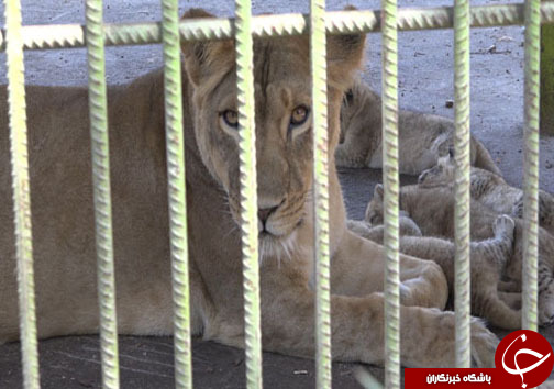 صادرات سلطان جنگل در بابلسر