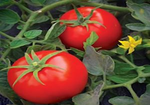 تلاش برای خودکفایی در تولید بذر اصلاح شده صیفی جات + فیلم