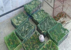 ثبت ۵۶۴ مورد قاچاق و شکار غیر مجاز