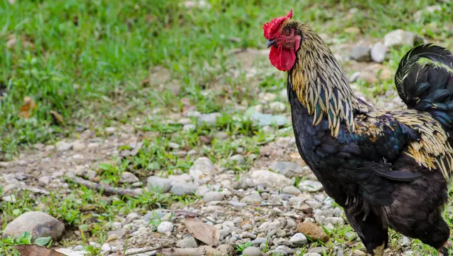یک زن استرالیایی توسط خروس خود کشته شد
