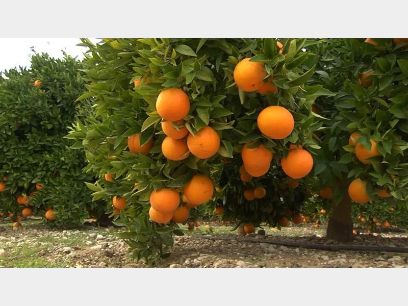 کاهش ۵۰ درصدی خسارات آفت مگس مدیترانه&zwnj;ای در کرمان
