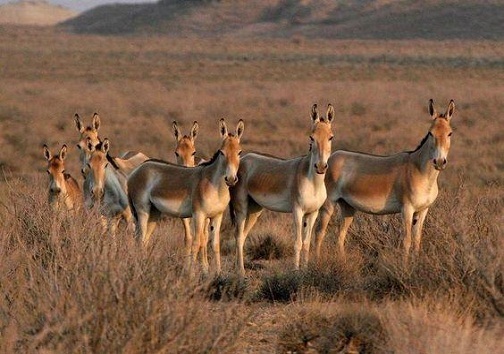 ماندن یا رفتن گور خر ایرانی
