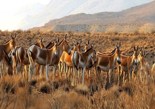 ماندن یا رفتن گور خر ایرانی