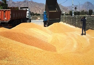 خرید ۲۹۲ هزار تن گندم از کشاورزان لرستانی