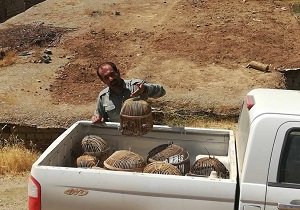 ۲ شکارچی متخلف در بوکان دستگیر شدند