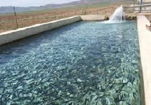 توزیع ۳۰۰  هزار قطعه بچه ماهی در خراسان جنوبی