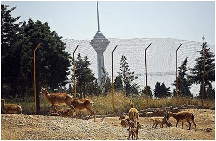 توضیحات محیط زیست درباره فروش حیوانات پارک پردیسان