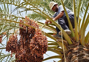 برداشت خرمای مضافتی از نخلستان‌های باغشهر بم + فیلم
