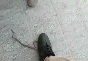 ب