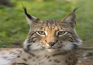 مشاهده گونه نادر سیاه گوش در آلموبلاغ اسد آباد