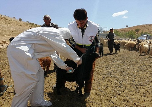 فعالیت گروه جهادی دامپزشکی در روستای قیام