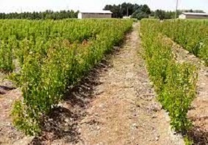 تولید ۴۶۰ هزار نهال در نهالستان چغولگیر