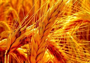 آغاز فرآوری بذر گندم و جو در استان سمنان